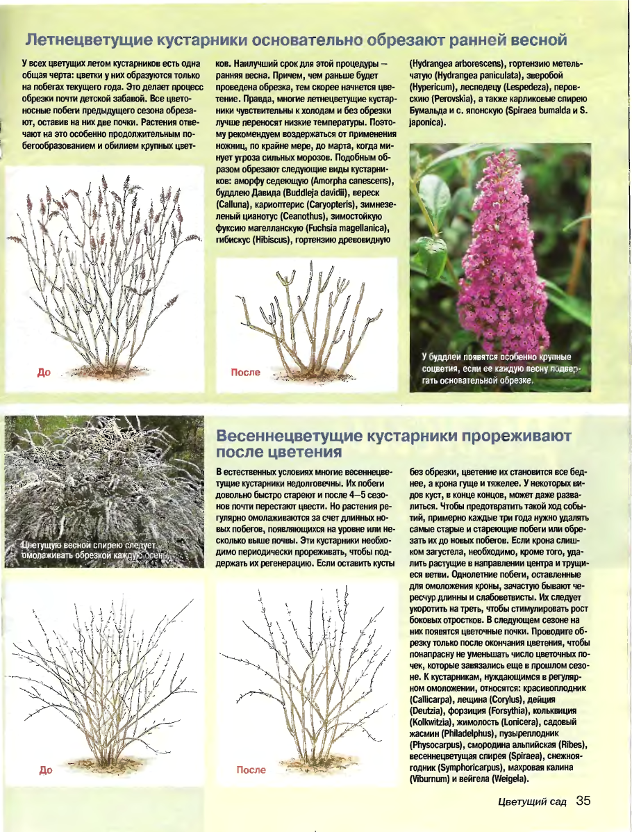 Черенкование барбариса