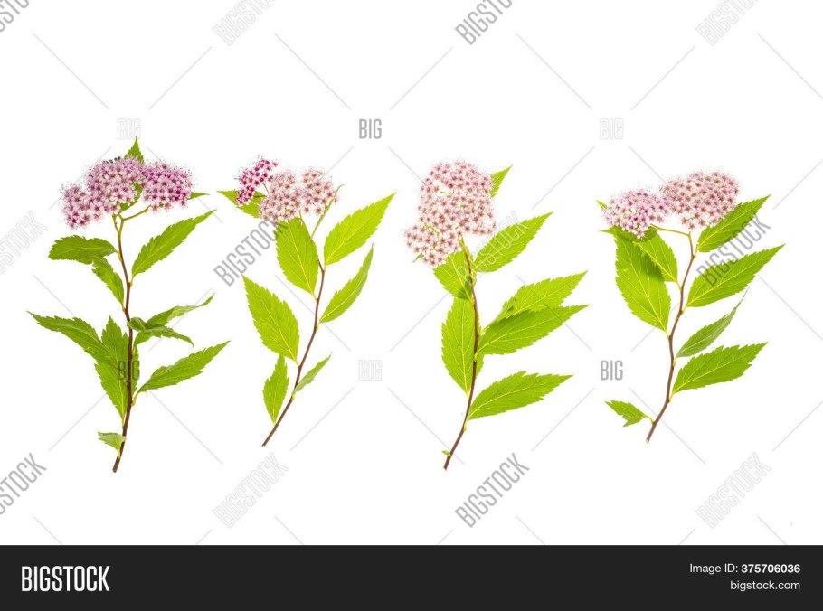 Спирея метельчатая розовая обрезка