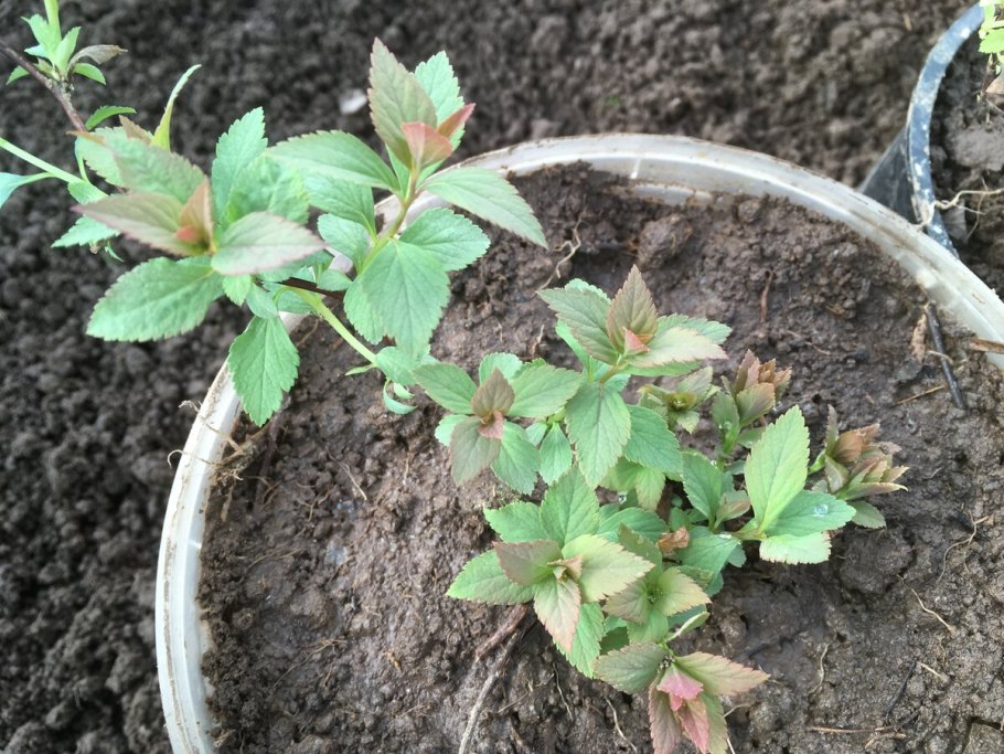 Спирея японская "Tracy"