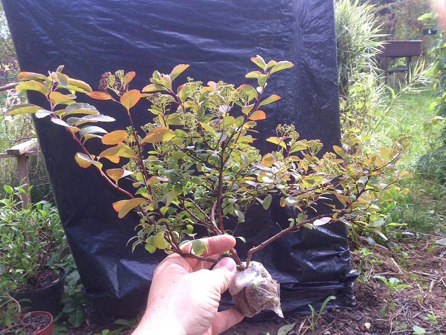 Спирея японская Nana