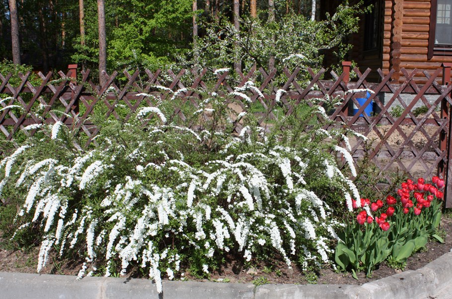 Размножения клоновых подвоев вертикальными отводками