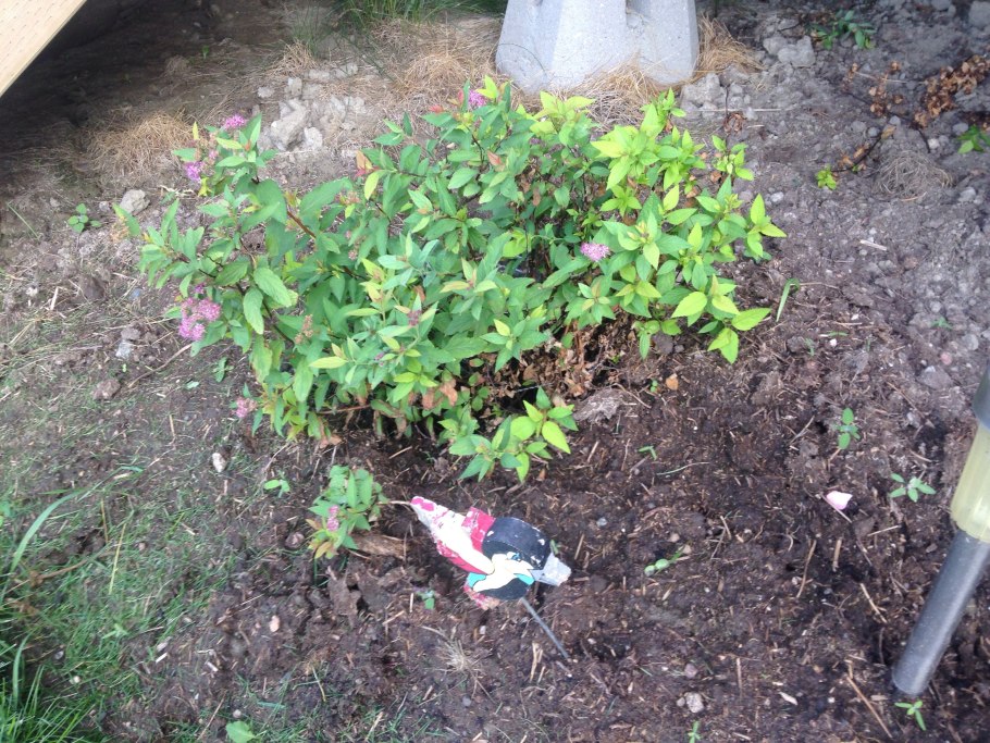 Спирея отводки