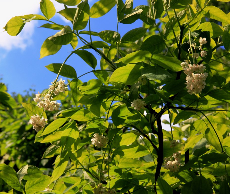 Желтая сирень сорт Примросе