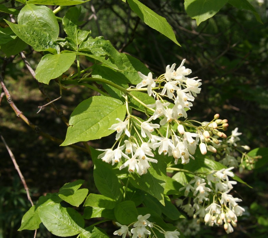 Клекачка Колхидская (Staphylea colchica)