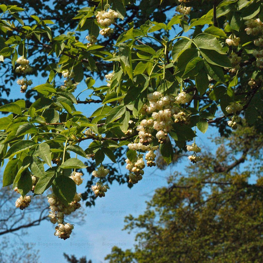 Клекачка перистая Staphylea pinnata