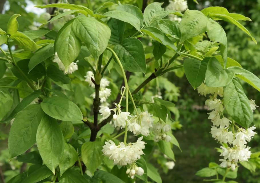 Клекачка перистая Staphylea pinnata
