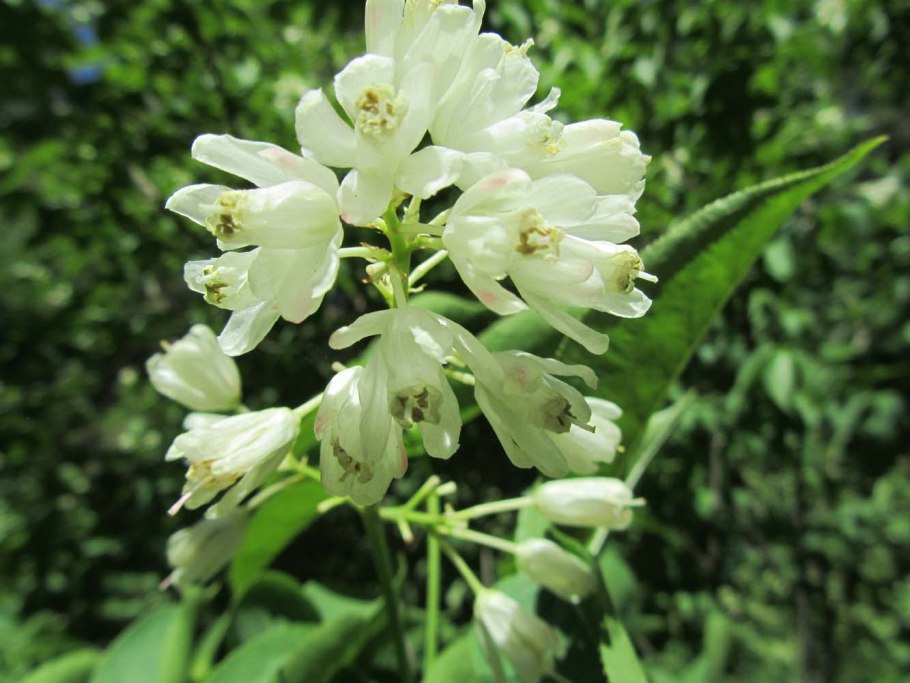 Клекачка перистая Staphylea pinnata