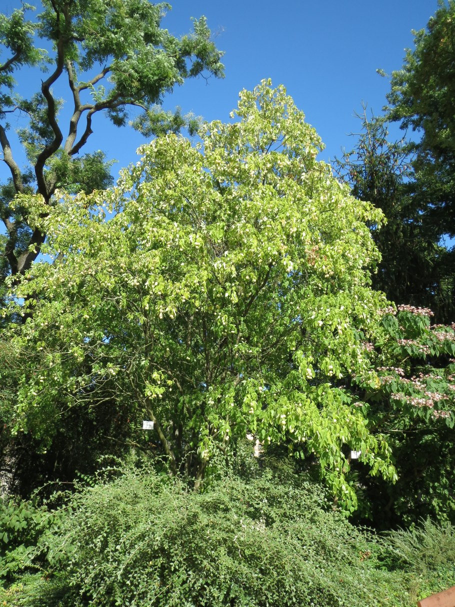 Клекачка перистая staphylea pinnata