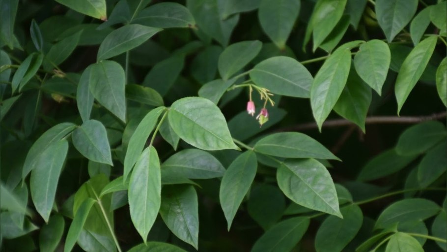 Клекачка Колхидская