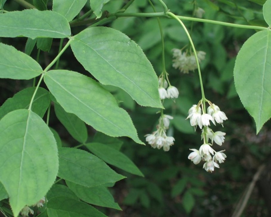 Клекачка перистая Staphylea pinnata