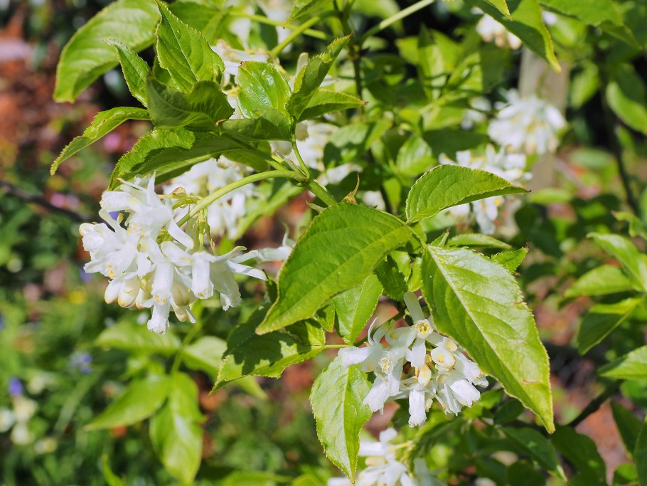 Клекачка перистая Staphylea pinnata