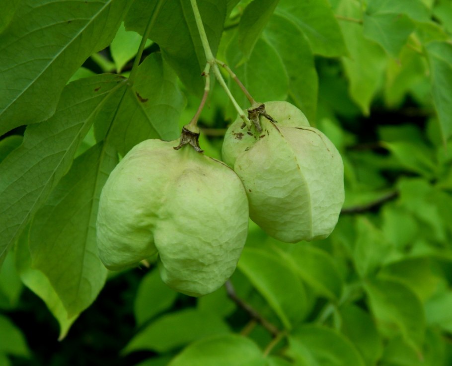 American Bladdernut Tree