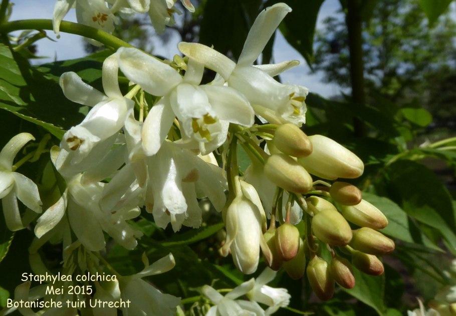 Клекачка Колхидская