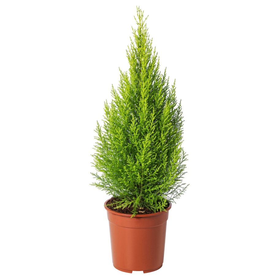 Кипарис Дюклу (Cupressus duclouxiana)