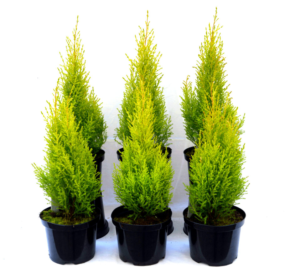 Туя Кипарис