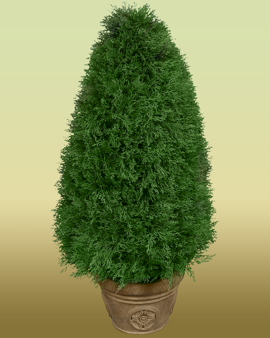 Туя Восточная в горшке