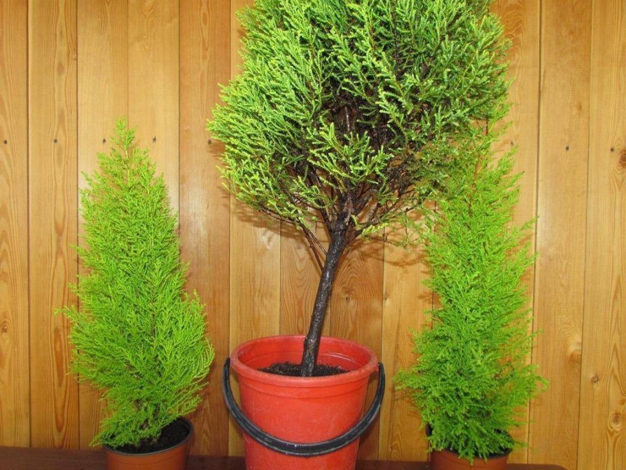 Кипарис комнатный