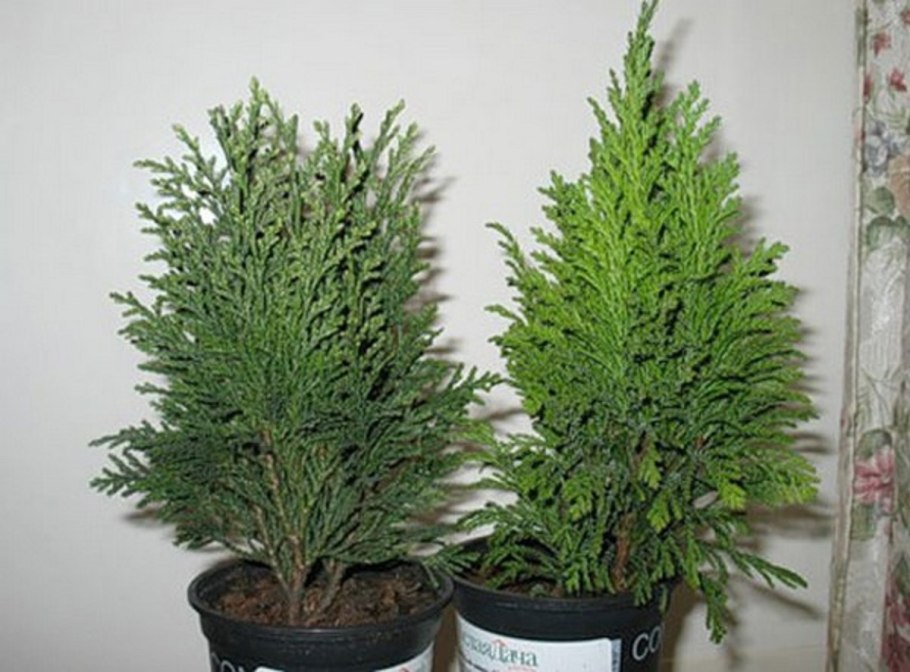 Можжевельник Купрессус