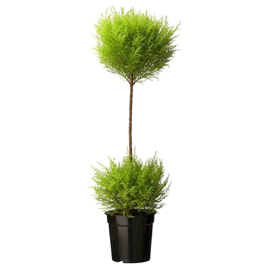 Туя хвойные Кипарисовые туя