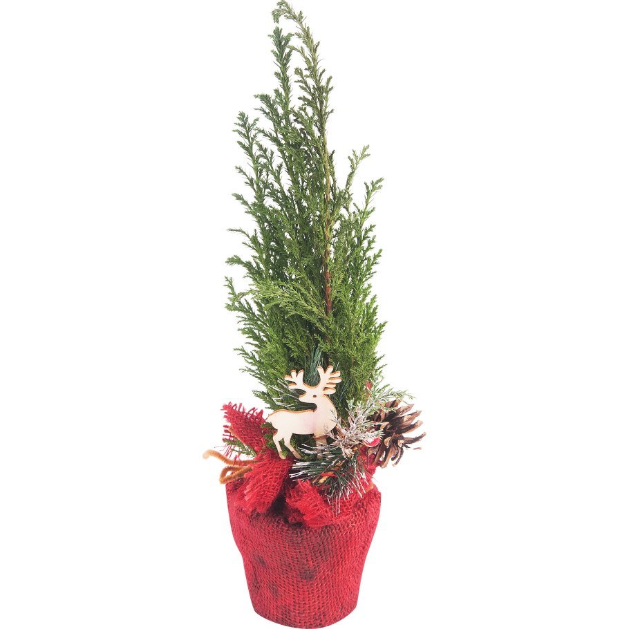 Туя колоновидная