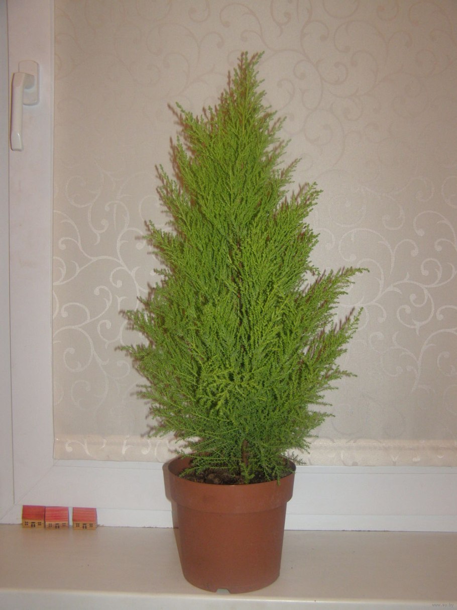 Кипарисовик Лавсона Элвуди Уайт