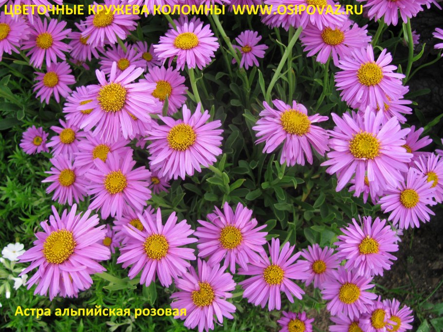 Астра Альпийская (Aster Alpinus) ‘Glory’