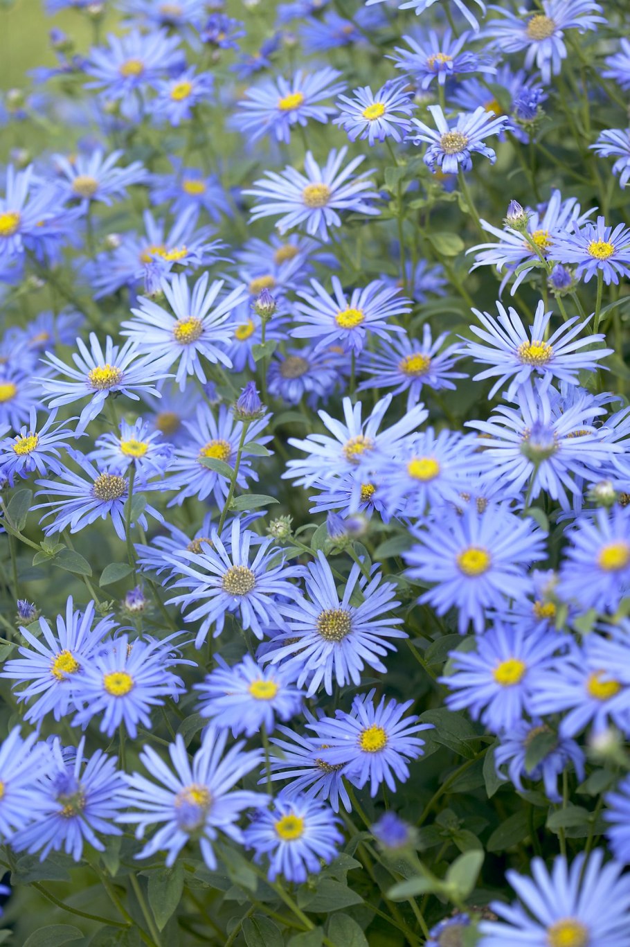 Астра Альпийская (Aster Alpinus)