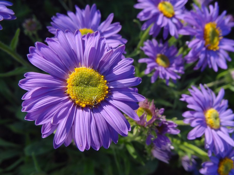 Астра голубая