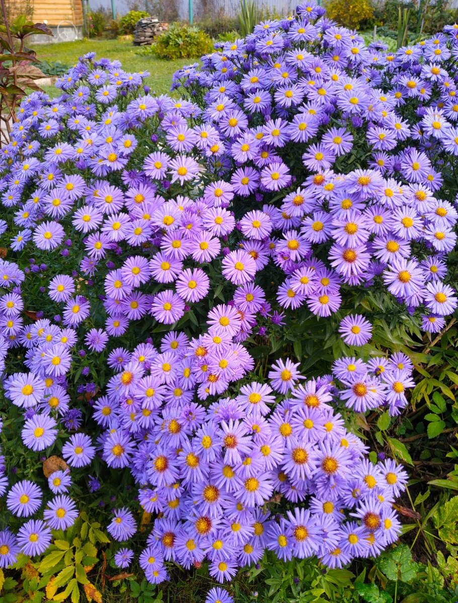 Астра Альпийская многолетняя