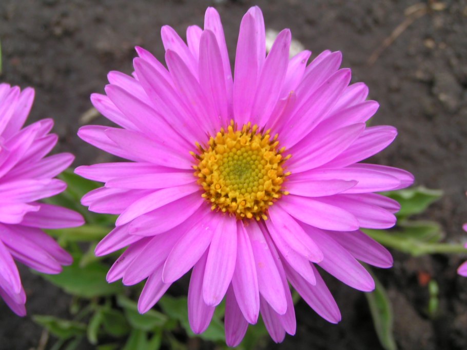 Астра Альпийская (Aster Alpinus) ‘Glory’
