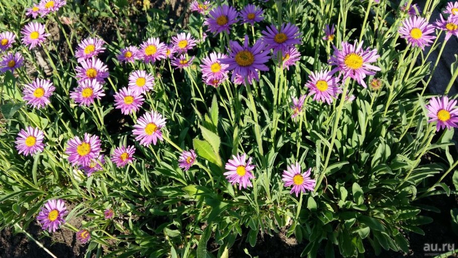 Астра Альпийская блонди