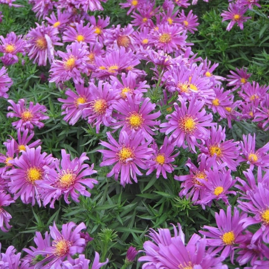 Астра Альпийская (Aster Alpinus) ‘Glory’