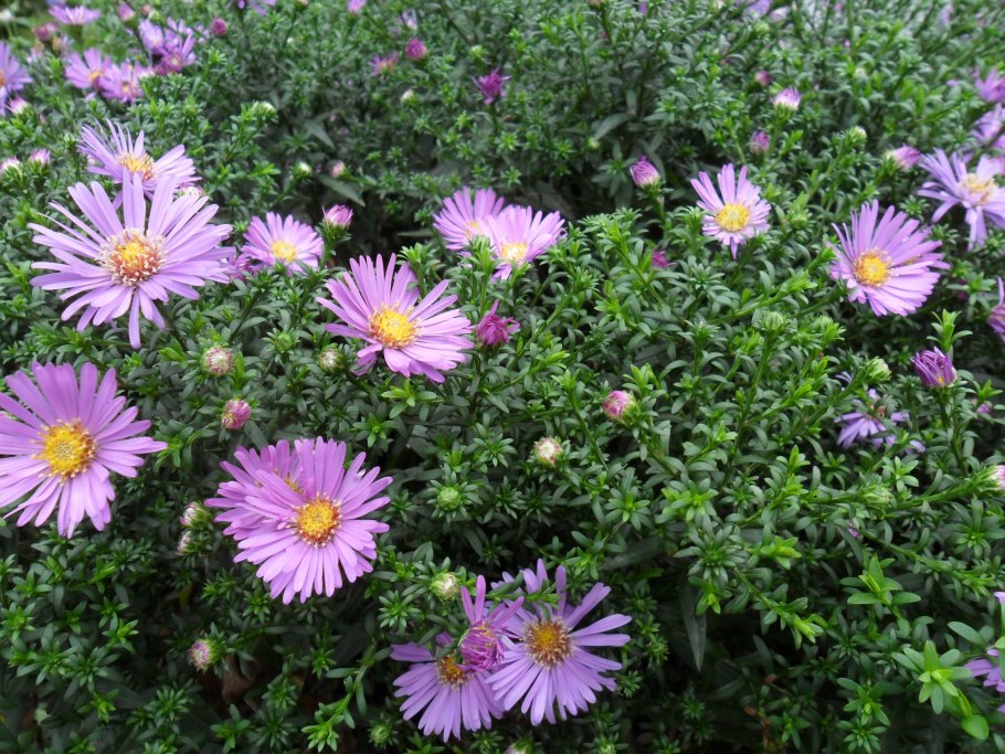 Астра многолетняя кустарниковая (Aster dumosus)