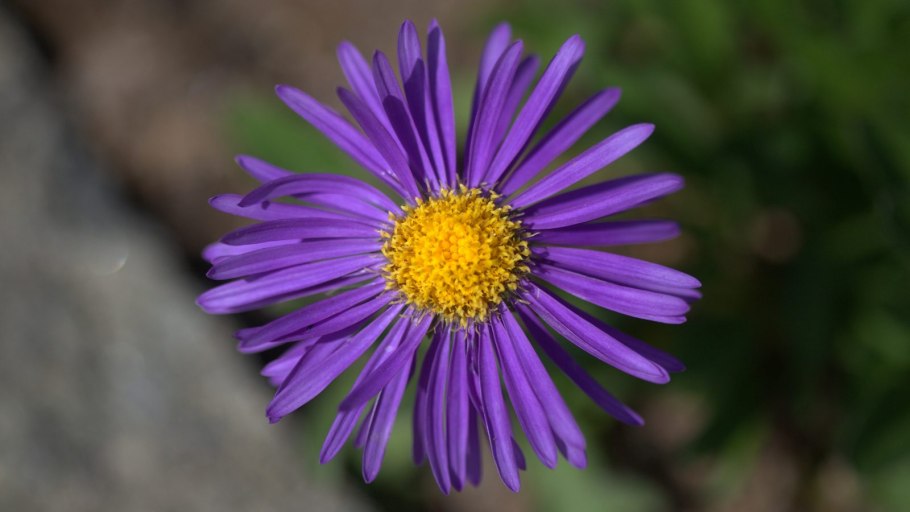 Астра кустарниковая Блау лагуне