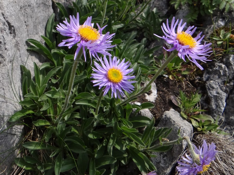 Астра Альпийская (Aster Alpinus)