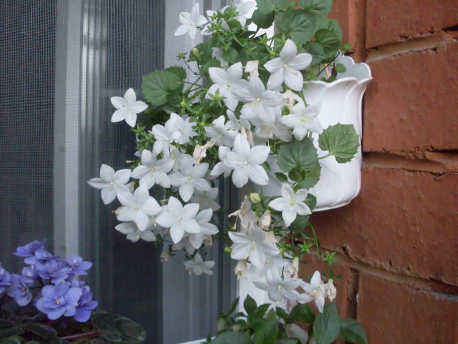 Многолетние комнатные цветы балконные