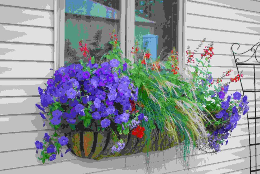 Лобелия в балконных ящиках за окном