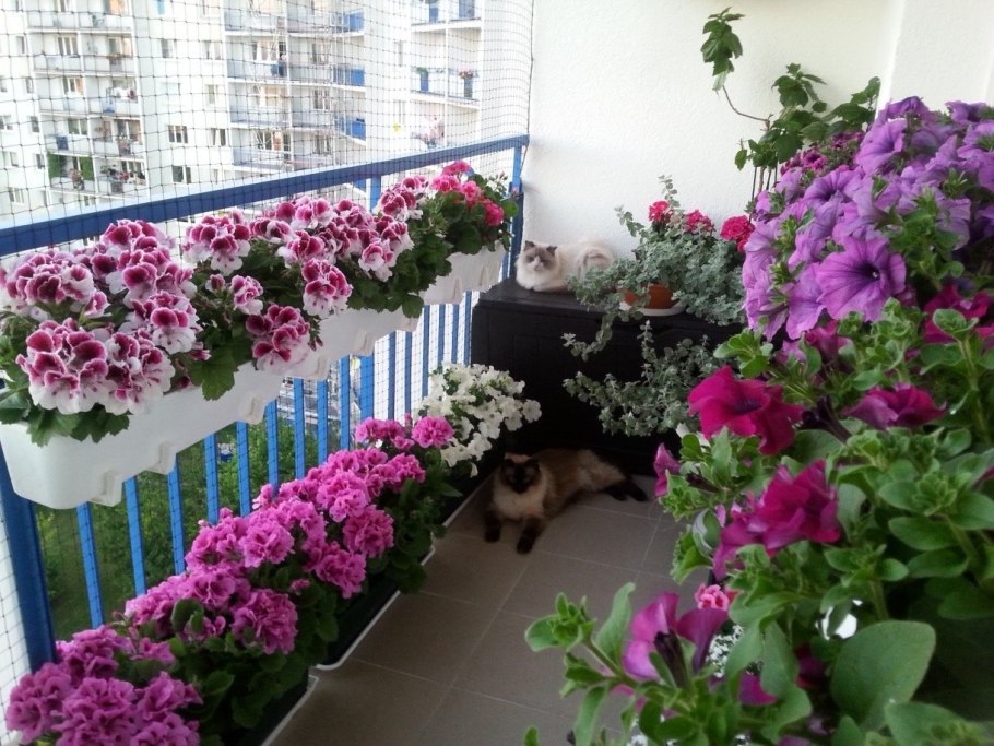 Петуния balcony