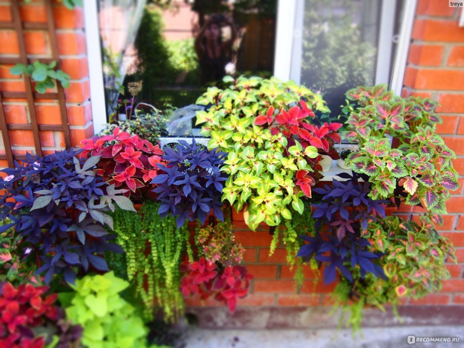 Многолетние цветы на балконе