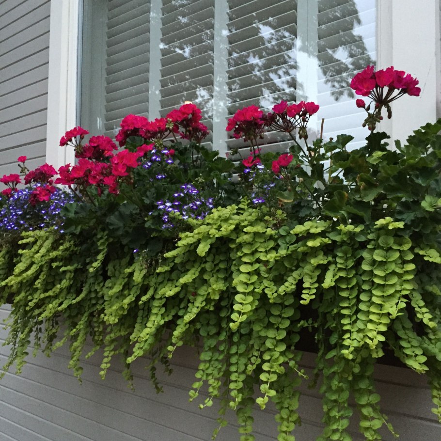 Тенелюбивые ампельные цветы