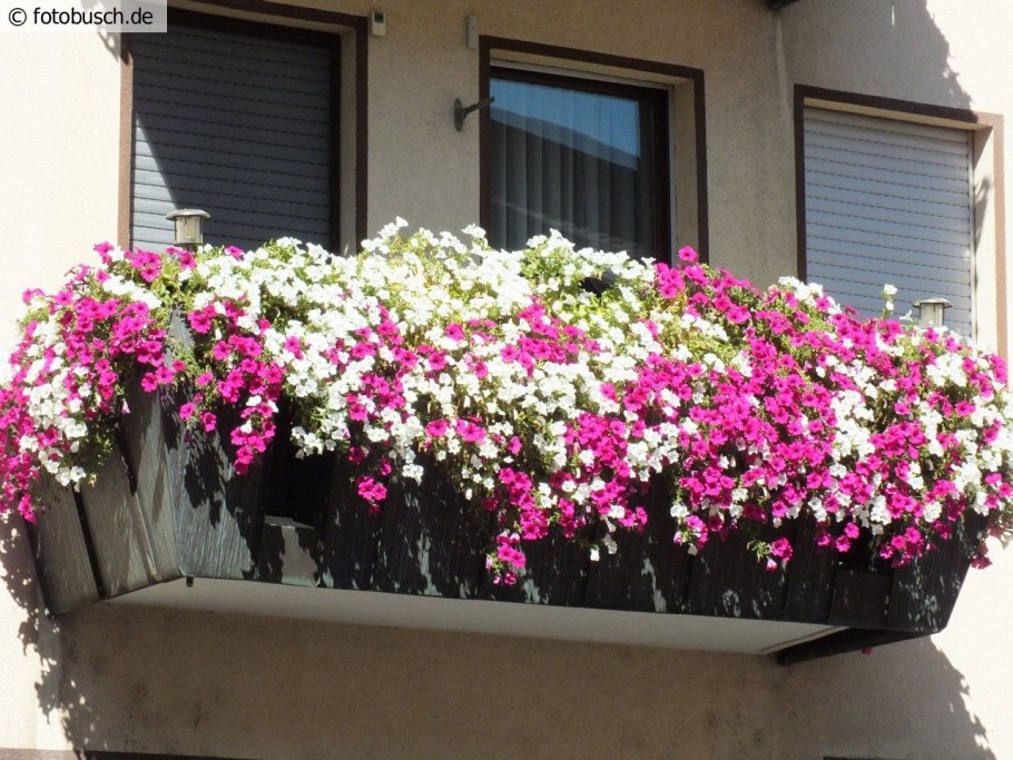 Петуния ампельная Цветущий балкон