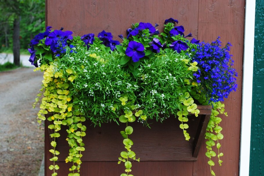 Цветочные композиции на балконе