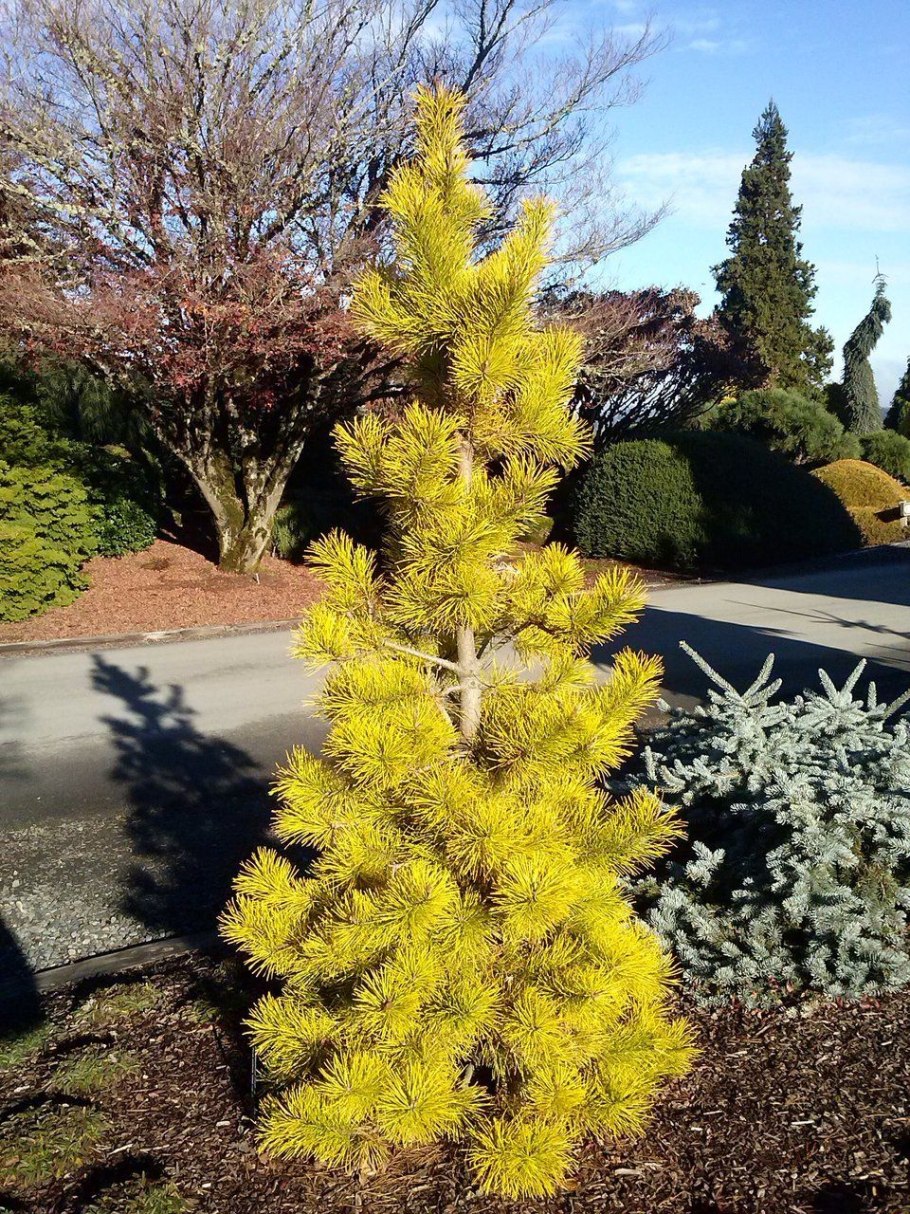 Пинус Конторта Чиф Джозеф