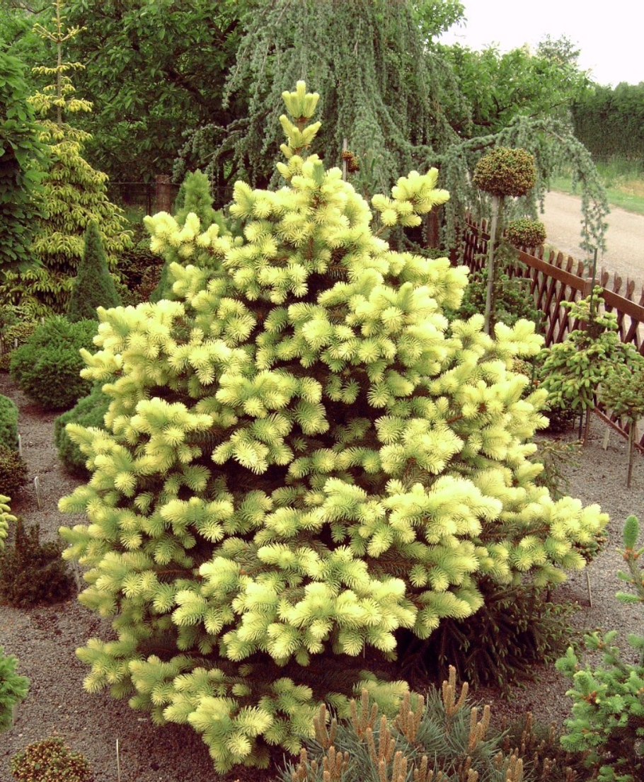 Ель Восточная Ауреоспиката