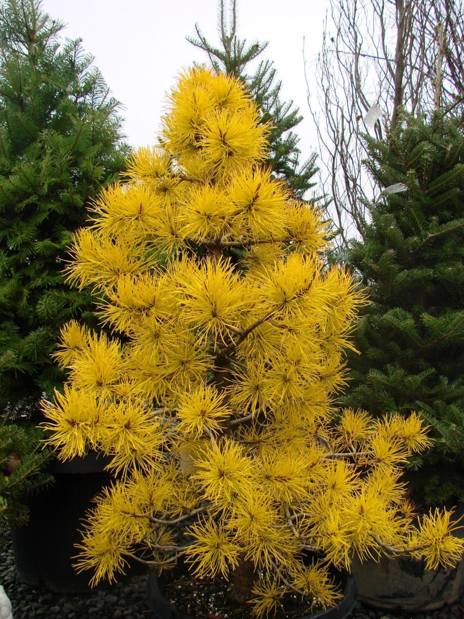 Желтохвойная сосна