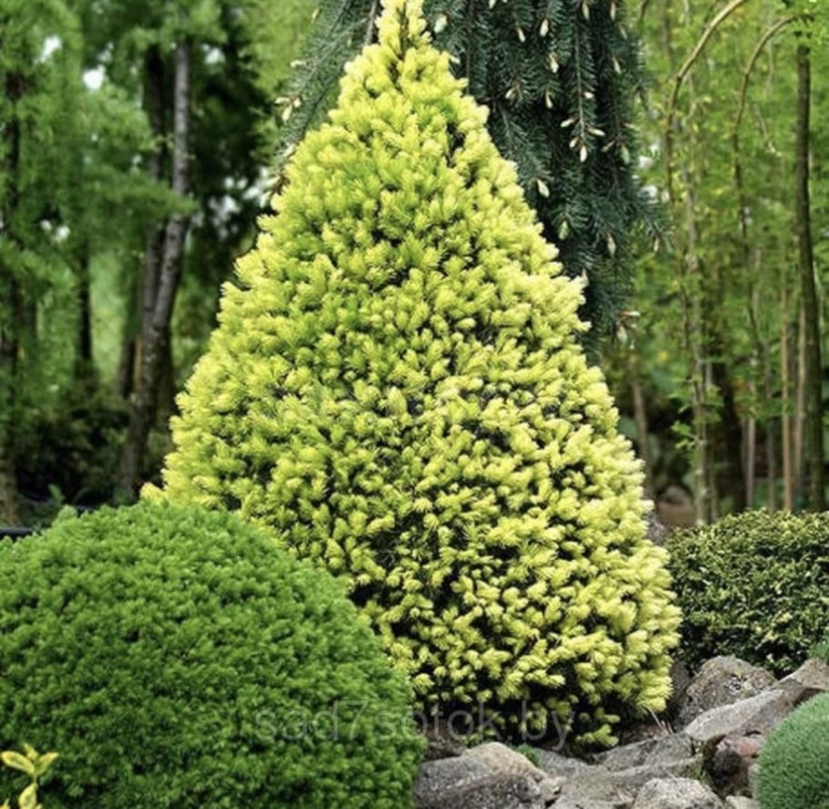 Ель колючая Maigold