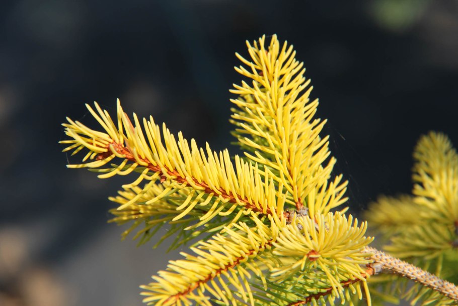 Ель Ауреа Магнифика