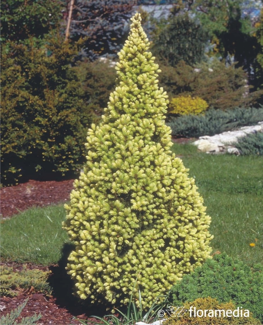 Ель канадская Daisy's White