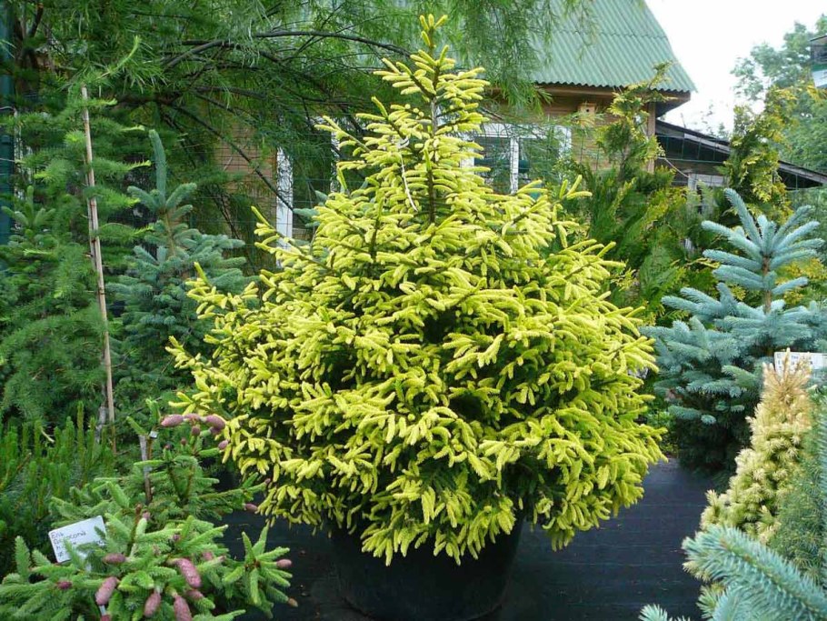 Ель колючая "Bialobok" (Белобок)