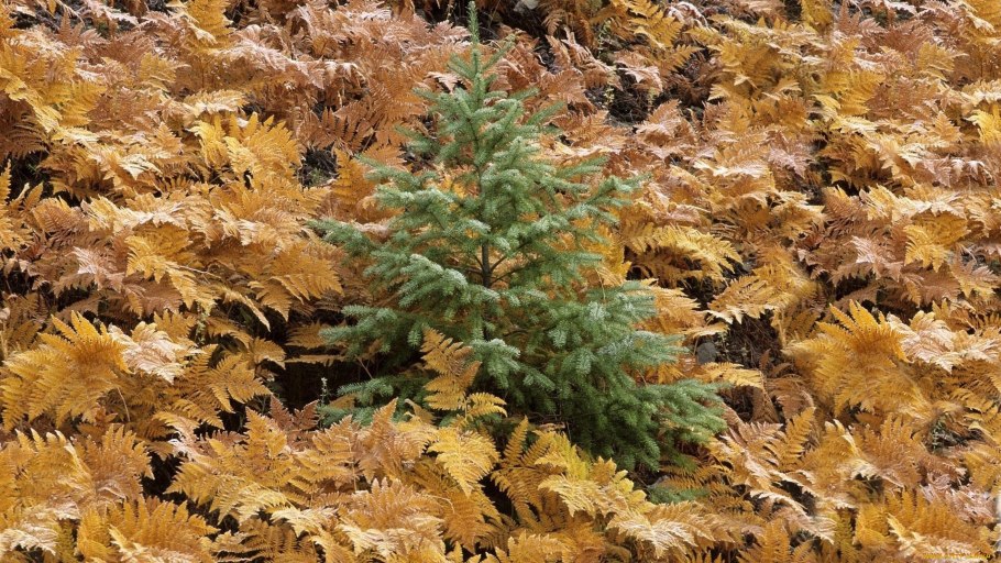 Желтая птичка на ветке